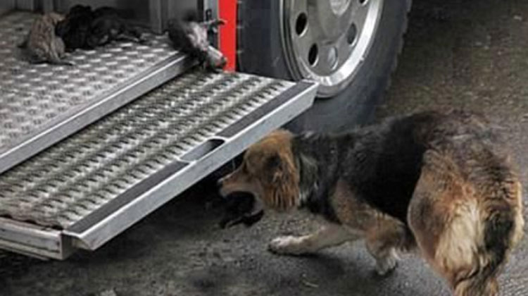dog brings puppies to fire truck