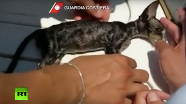 coast guard performs CPR on kitten