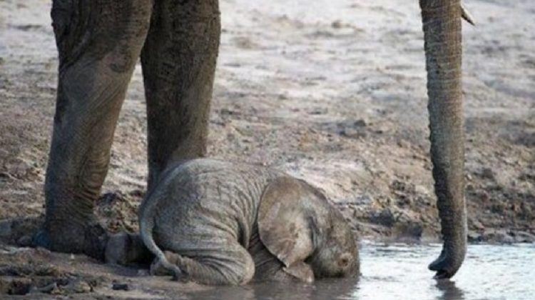 baby elephant drinking