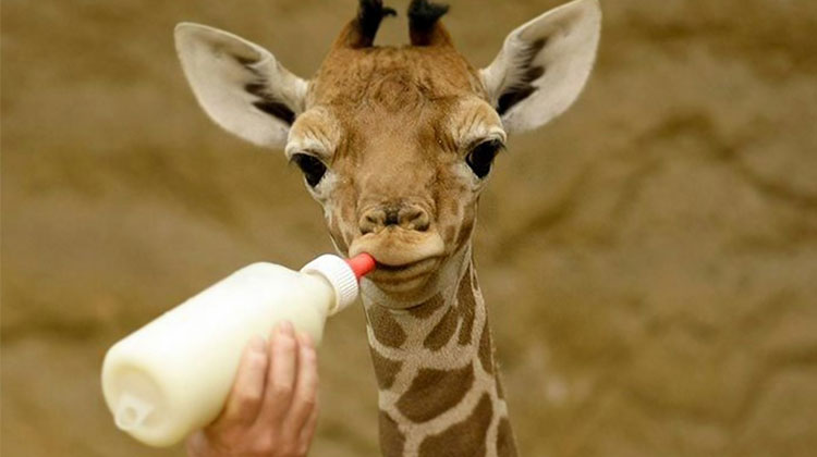 baby giraffe