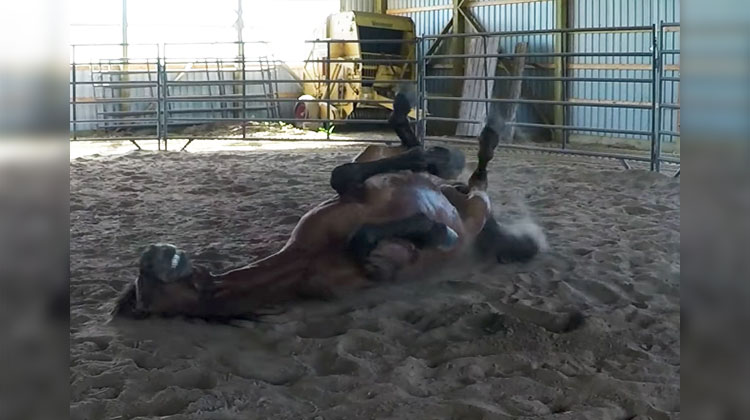 ex racehorse loves rolling in dirt