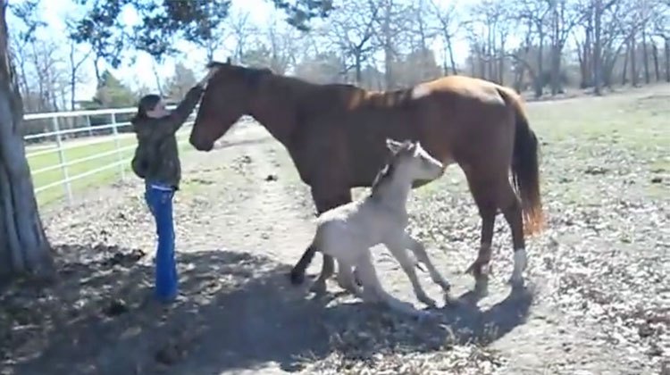 baby horse sneeze