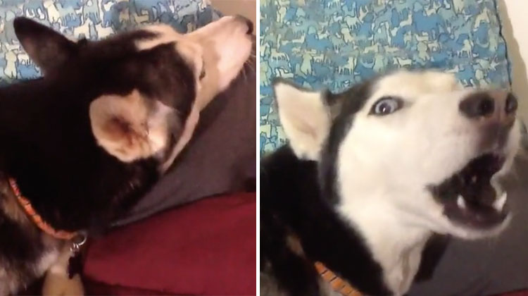 husky sings with owner