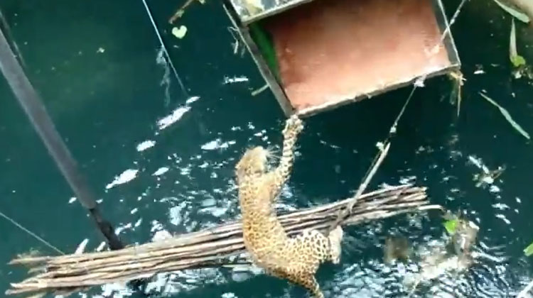 drowning leopard saved by villagers