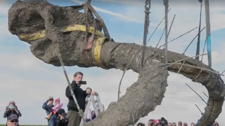 mammoth bones lifted out of ground