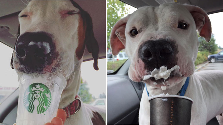 dogs enjoying puppucino from Starbucks