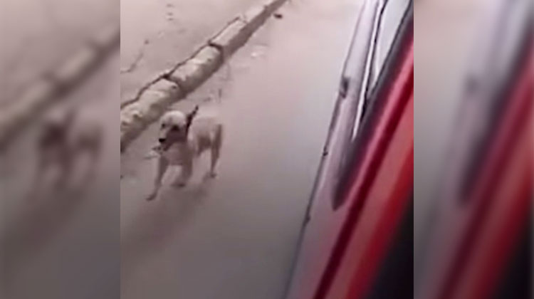 dog chases ambulance with owner inside
