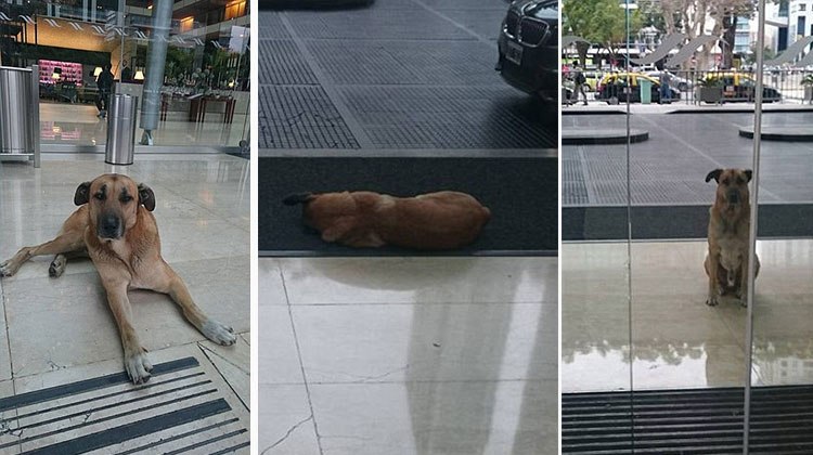dog waits outside of hotel for 6 months