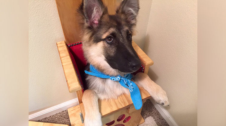 german shepherd puppy in special chair