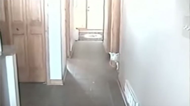 little lamb looks for mom