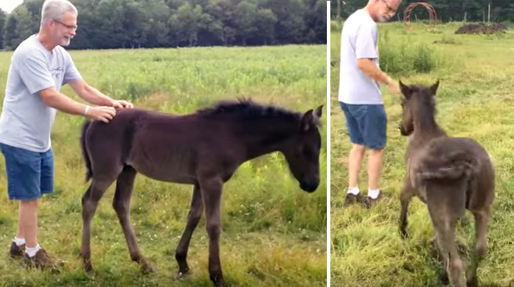 filly butt scratch