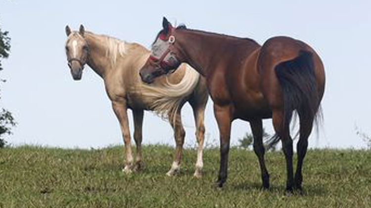 palomino and chesnut mares in field