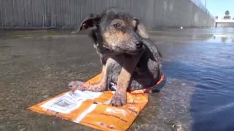 sick puppy sitting on chip bag in river basin