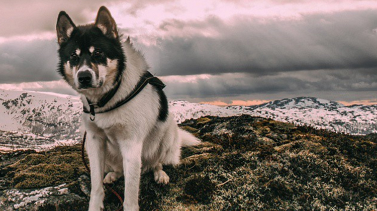 husky on mountain