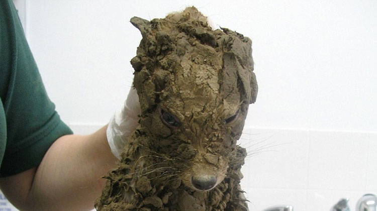 muddy animal held up