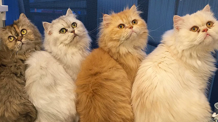 different color persians sitting looking at camera