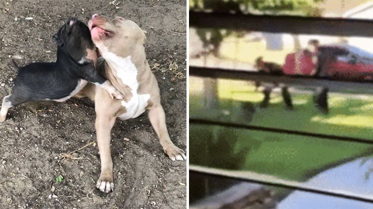 pig pit bull cop chase