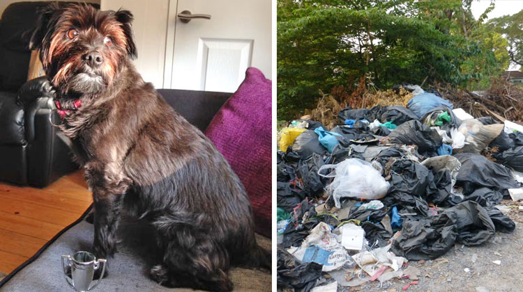 poppy and trash heap