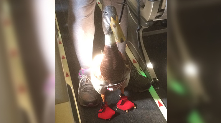 duck on plane with red feet