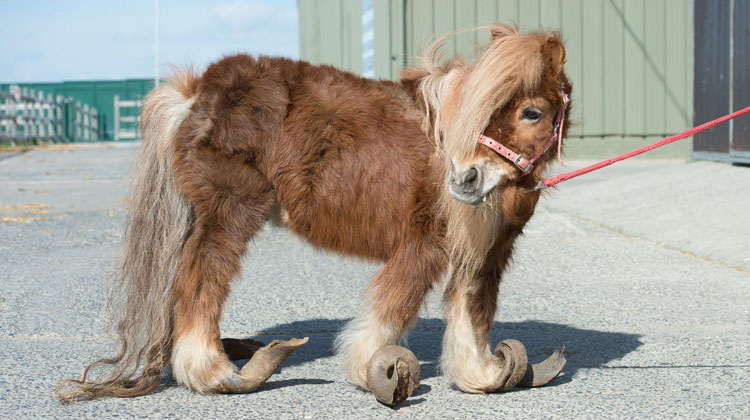 Rescuers Save Pony & Horse Kept In Shed For Years —InspireMore