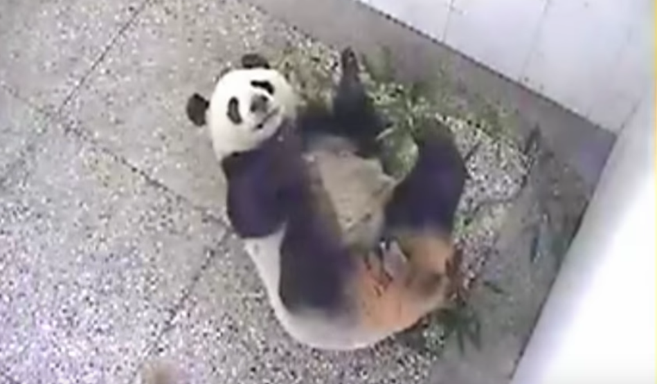 Min Min panda giving birth
