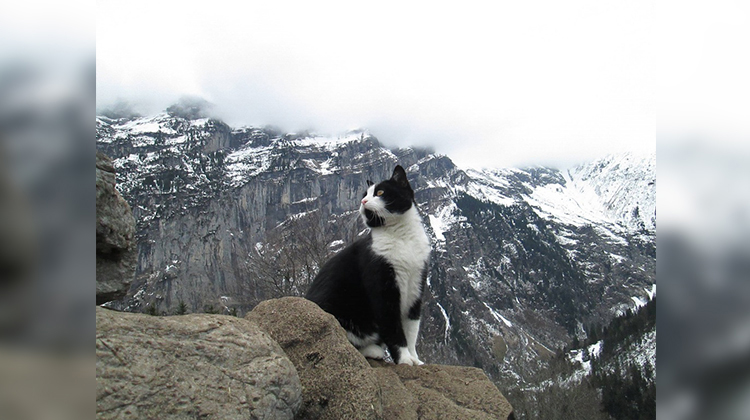 cat in swiss alps