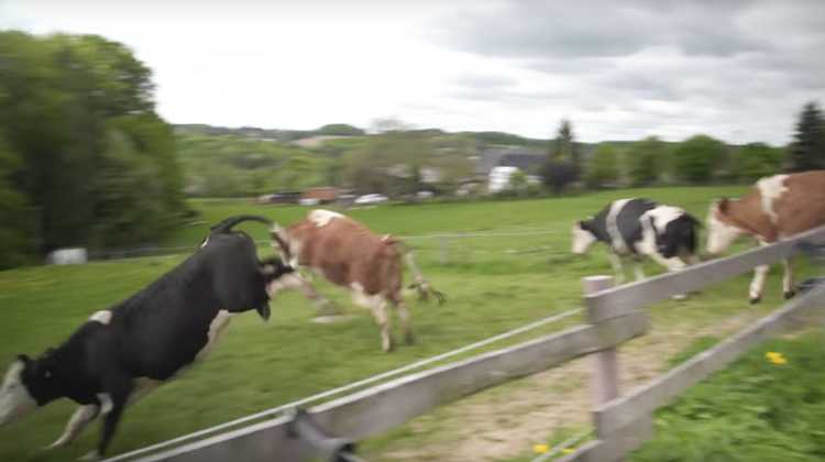 cows jumping for joy in pasture