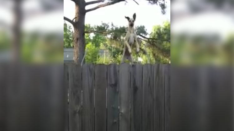 great dane peeper