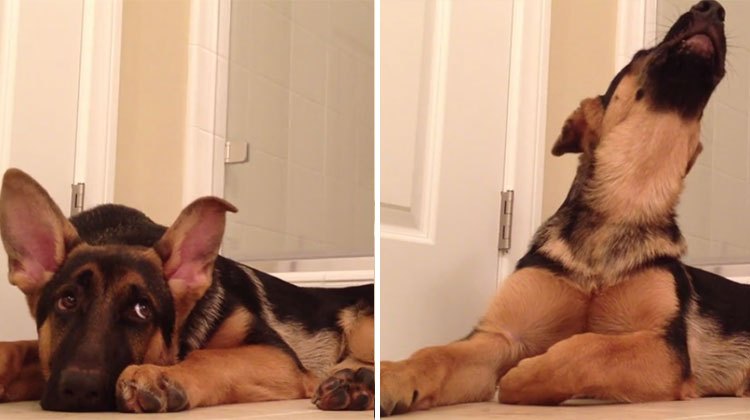 singing german shepherd