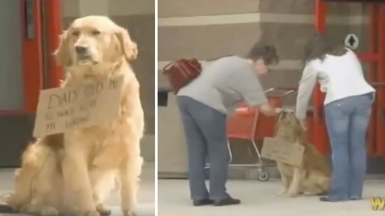 Golden Retriever With Sign Around Neck At Target - InspireMore