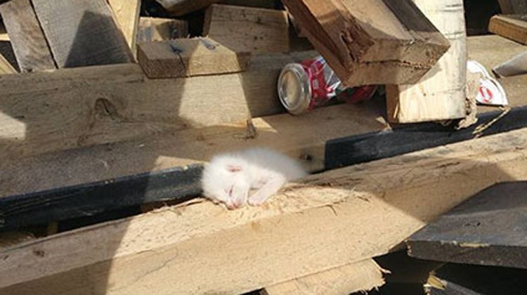 kitten lying on wood in dumpster