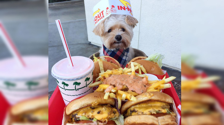 puppy with in-and-out hat looks at food