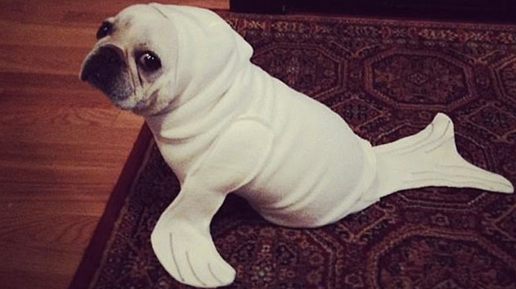 dog dressed as seal