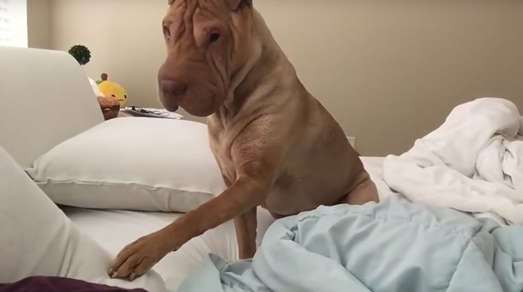 shar pei on bed