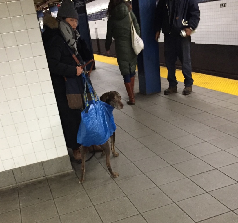 dog in ikea bag with legs through bottom