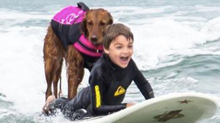 dog and boy on surfboard in ocean