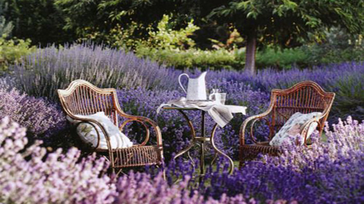 cottage garden in lavender field