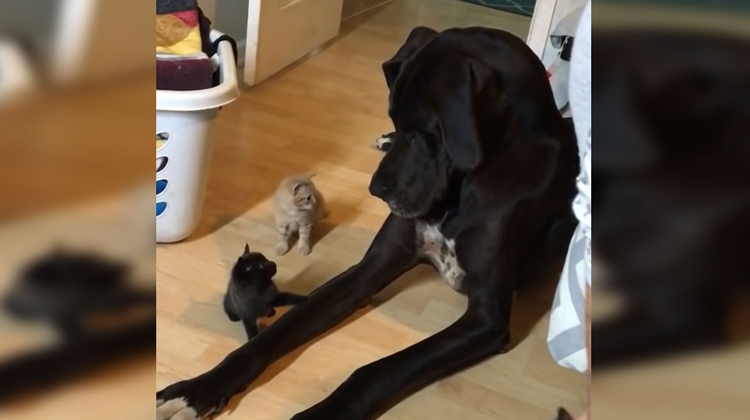 great dane looks at tiny kittens