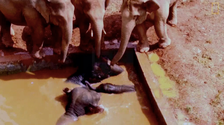 elephants stuck in man made pool