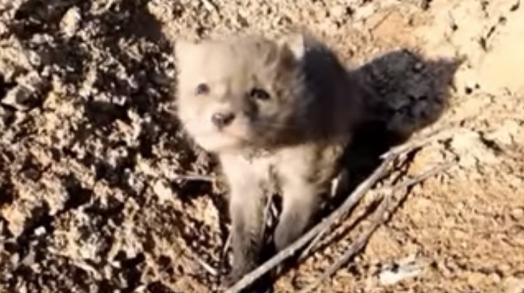 baby fox