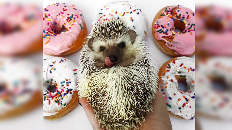 hedgehog and donuts