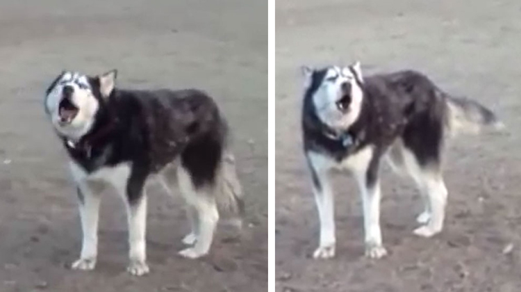 HUSKY whining