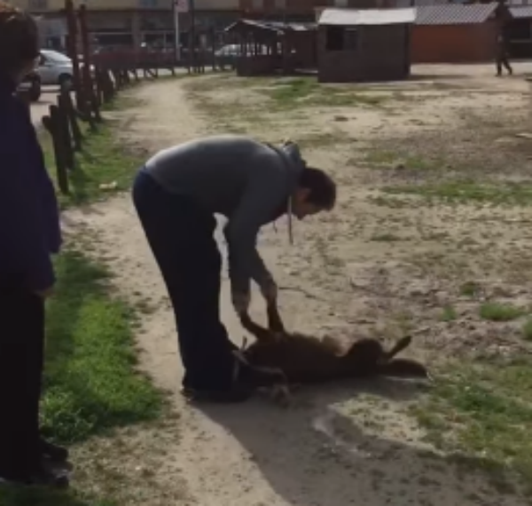 pakita plays with owner