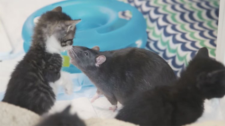 rat cat cafe
