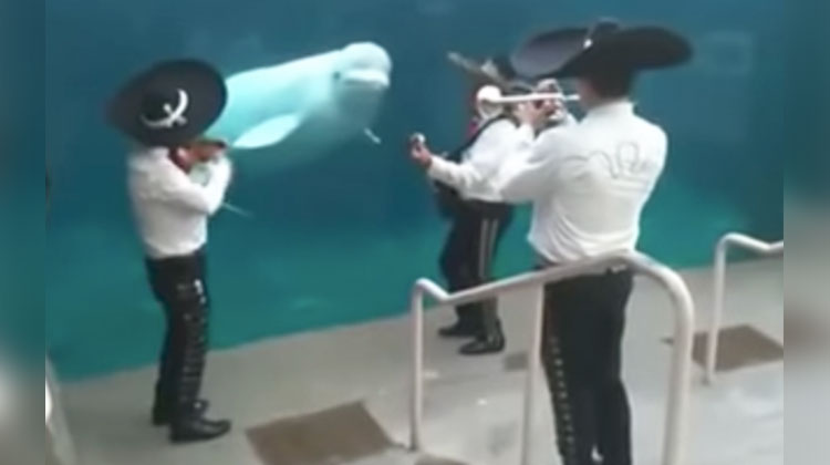 mariachi beluga
