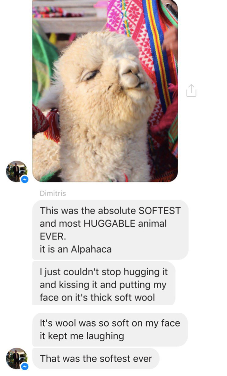 alpaca