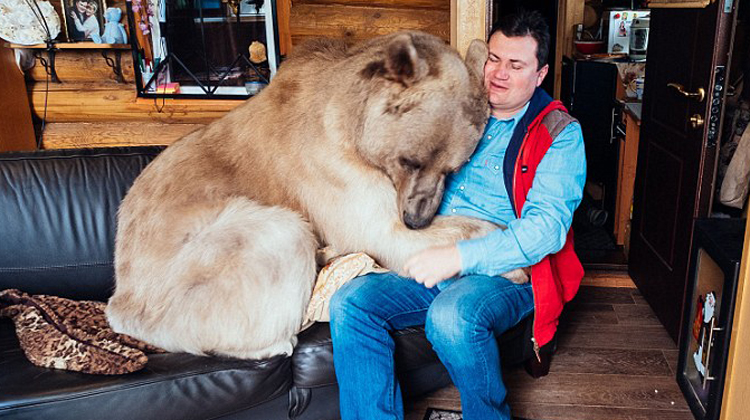 bear hugging man on couch