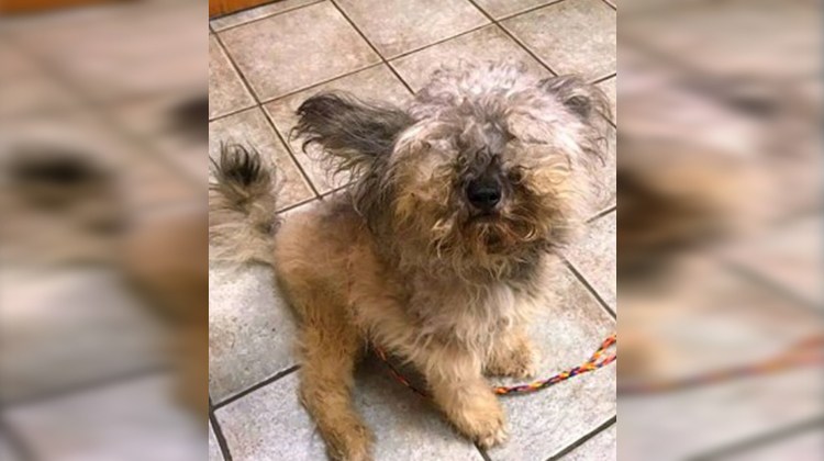 matted fur dog
