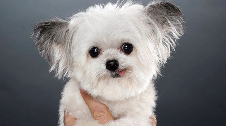 little dog