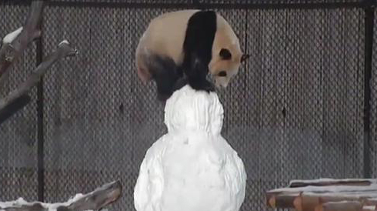 panda climbs on snowman